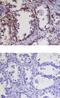 Kallikrein Related Peptidase 9 antibody, PA5-47497, Invitrogen Antibodies, Immunohistochemistry frozen image 