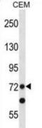 PR/SET Domain 8 antibody, abx029026, Abbexa, Western Blot image 