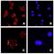 Asporin antibody, LS-C54549, Lifespan Biosciences, Immunocytochemistry image 