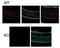 Pannexin 1 antibody, GTX46955, GeneTex, Immunohistochemistry paraffin image 