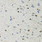 Basic Helix-Loop-Helix Family Member E40 antibody, 22-292, ProSci, Immunohistochemistry frozen image 