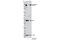 Minichromosome Maintenance Complex Component 2 antibody, 12958S, Cell Signaling Technology, Western Blot image 