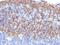 Keratin 14 antibody, GTX34631, GeneTex, Immunohistochemistry paraffin image 
