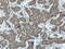 Lysine Methyltransferase 2B antibody, 27266-1-AP, Proteintech Group, Immunohistochemistry frozen image 