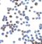 Zinc Finger E-Box Binding Homeobox 1 antibody, 5825, ProSci, Immunocytochemistry image 