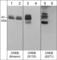 CAMP Responsive Element Binding Protein 1 antibody, CP4161, ECM Biosciences, Western Blot image 