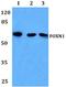 Forkhead Box N1 antibody, A03369, Boster Biological Technology, Western Blot image 