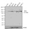 Insulin Receptor Substrate 1 antibody, GTX25602, GeneTex, Western Blot image 