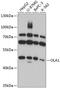 Obg Like ATPase 1 antibody, 14-093, ProSci, Western Blot image 