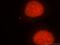 Apurinic/Apyrimidinic Endodeoxyribonuclease 1 antibody, 10203-1-AP, Proteintech Group, Immunofluorescence image 