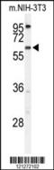 Transmembrane Protein 108 antibody, 64-018, ProSci, Western Blot image 