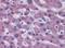 Coagulation Factor VII antibody, AP22826PU-N, Origene, Immunohistochemistry frozen image 