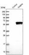 GA Binding Protein Transcription Factor Subunit Alpha antibody, NBP1-84941, Novus Biologicals, Western Blot image 