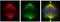 HAUS Augmin Like Complex Subunit 6 antibody, PA5-31257, Invitrogen Antibodies, Immunofluorescence image 