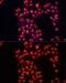 ADAM Metallopeptidase Domain 10 antibody, GTX64403, GeneTex, Immunofluorescence image 
