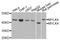 Myosin Light Chain Kinase Family Member 4 antibody, abx135920, Abbexa, Western Blot image 