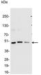 glu-glu antibody, 18838-01, QED Bioscience, Western Blot image 