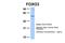 Forkhead Box O3 antibody, 28-775, ProSci, Western Blot image 