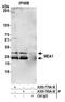 Male-Enhanced Antigen 1 antibody, A305-779A-M, Bethyl Labs, Immunoprecipitation image 