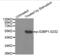 G3BP Stress Granule Assembly Factor 1 antibody, abx000400, Abbexa, Western Blot image 