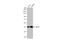 Glutamic-Oxaloacetic Transaminase 1 antibody, GTX632032, GeneTex, Western Blot image 