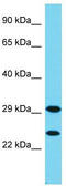 Fibroblast Growth Factor Binding Protein 3 antibody, TA331625, Origene, Western Blot image 
