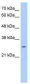 Sphingosine-1-Phosphate Receptor 5 antibody, TA341925, Origene, Western Blot image 