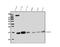 Ubiquitin Conjugating Enzyme E2 D1 antibody, A04728-1, Boster Biological Technology, Western Blot image 