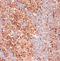 DMPO antibody, orb67379, Biorbyt, Immunohistochemistry paraffin image 