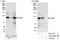 GRB2 Associated Binding Protein 1 antibody, A303-288A, Bethyl Labs, Western Blot image 