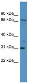 Ral Guanine Nucleotide Dissociation Stimulator Like 3 antibody, TA336019, Origene, Western Blot image 