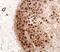 Neurofibromin 1 antibody, GTX30209, GeneTex, Immunohistochemistry paraffin image 