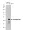 Dengue virus 2 NS1 Protein antibody, NBP2-54602, Novus Biologicals, Western Blot image 