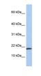 Interleukin 1 Alpha antibody, orb333725, Biorbyt, Western Blot image 