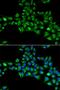 Cytoglobin antibody, orb373408, Biorbyt, Immunofluorescence image 