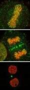 Kinesin Family Member 4A antibody, NB100-1053, Novus Biologicals, Immunocytochemistry image 
