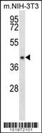 Nudix Hydrolase 9 antibody, 56-294, ProSci, Western Blot image 