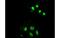 Small RNA Binding Exonuclease Protection Factor La antibody, MBS832882, MyBioSource, Immunofluorescence image 