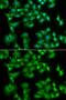 E74 Like ETS Transcription Factor 3 antibody, GTX54033, GeneTex, Immunofluorescence image 