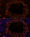 MutS Homolog 4 antibody, 23-657, ProSci, Immunofluorescence image 