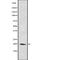 Crystallin Alpha A antibody, abx149567, Abbexa, Western Blot image 