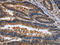 Erythropoietin Receptor antibody, CSB-PA914047, Cusabio, Immunohistochemistry paraffin image 