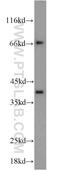 Syntaxin 12 antibody, 14259-1-AP, Proteintech Group, Western Blot image 