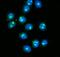 GAR1 Ribonucleoprotein antibody, A07049-1, Boster Biological Technology, Immunofluorescence image 