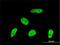 Geminin DNA Replication Inhibitor antibody, H00051053-M01, Novus Biologicals, Immunofluorescence image 