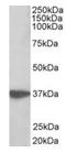 Aminoacyl TRNA Synthetase Complex Interacting Multifunctional Protein 1 antibody, orb12339, Biorbyt, Western Blot image 