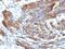 Caldesmon 1 antibody, MBS439393, MyBioSource, Immunohistochemistry frozen image 