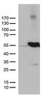 NEDD8-activating enzyme E1 catalytic subunit antibody, CF811881, Origene, Western Blot image 