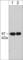 Annexin A6 antibody, AM3301, ECM Biosciences, Western Blot image 