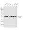 H1 Histone Family Member 0 antibody, PA5-30055, Invitrogen Antibodies, Western Blot image 